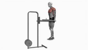 Chest Dip on dip fitness workout animation male muscle highlight demonstration at 4K resolution 60 fps crisp quality for websites, apps, blogs, social media etc.