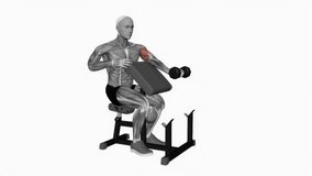 Dumbbell Preacher Curl with Turned Torso fitness workout animation male muscle highlight demonstration at 4K resolution 60 fps crisp quality for websites, apps, blogs, social media etc.