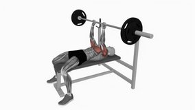 Close grip barbell bench press fitness workout animation male muscle highlight demonstration at 4K resolution 60 fps crisp quality for websites, apps, blogs, social media etc.