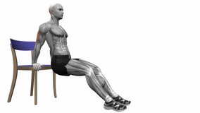 chair triceps dips fitness workout animation male muscle highlight demonstration at 4K resolution 60 fps crisp quality for websites, apps, blogs, social media etc.