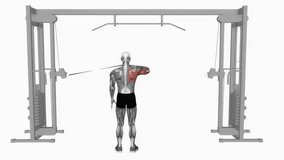 Cable Rear Drive fitness workout animation male muscle highlight demonstration at 4K resolution 60 fps crisp quality for websites, apps, blogs, social media etc.