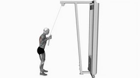 cable reverse grip pushdown fitness workout animation male muscle highlight demonstration at 4K resolution 60 fps crisp quality for websites, apps, blogs, social media etc.