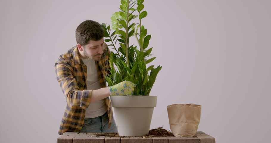 Young and cheerful man who planted a large Zamioculcas flower. Florist who loves flowers and takes great care of them by tending them. Young man arranging the flower sprigs in the flowerpot. | Shutterstock HD Video #1100046275