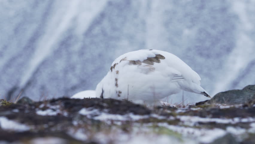 Ptarmigans feeding in the Arctic wilderness.