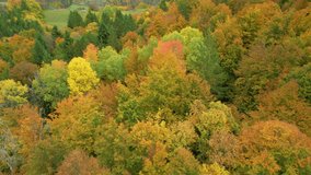 AERIAL: Lush forest trees glowing in eye-pleasing warm colors of autumn season. Gorgeous high angle view of woodland area in colorful autumn palette. Changing leaves of deciduous trees in fall season.