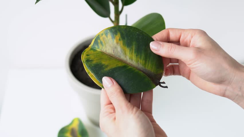 Woman holding and inspection fallen yellow-green ficus elastic leaves in her hands - plant diseases and care. Rubber-bearing with damaged leaves in girl hand. Female holds a broken leaf houseplant. 4k Royalty-Free Stock Footage #1100051131