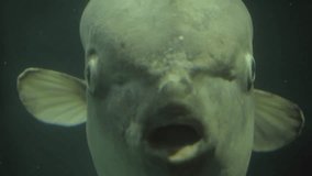 This close up, underwater video shows a huge sunfish (Mola mola) swimming towards the viewer.