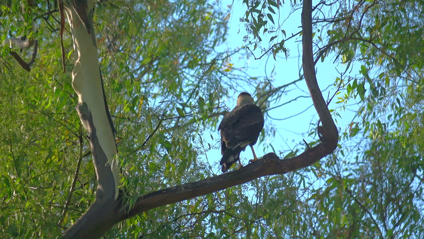 Argentinian eagle perched on eucalyptus tree