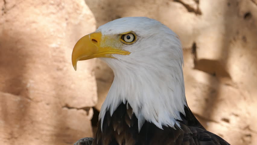 Bald Eagle head close-up looking around