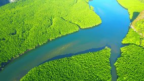 Green mangrove forest in tropical rainforest, Mangrove landscape and beautiful curvy river. Krabi, Thailand. Travel destination concept. high quality stock video. summer background video. Aerial view

