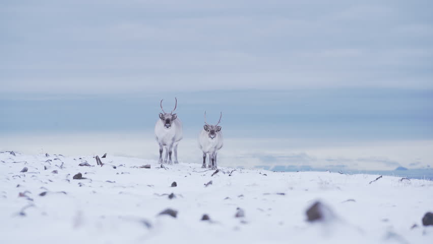 Two curious reindeers in fresh snow covered mountain tundra. Svalbard Reindeer species. Royalty-Free Stock Footage #1100064803
