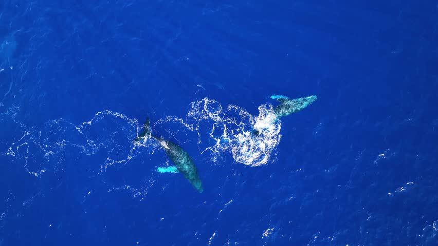 4K Aerial Of Two Humpback Whales Enjoying The Warm Tropical Waters Of Hawaii As One Twirls On Its Back To Sunbathe. Royalty-Free Stock Footage #1100065195