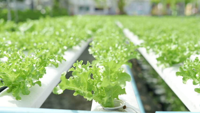Footage closeup of hydroponics planting salad green oak lettuce on tube in greenhouse. Royalty-Free Stock Footage #1100067609