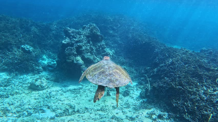 Green Sea Turtle Swimming Over Coral Reef And White Sand. - underwater, rear view  | Shutterstock HD Video #1100069725