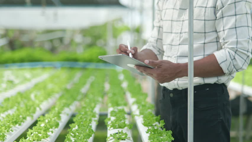 Footage closeup of gardener hands taking care and checking of hydroponics planting salad green oak lettuce on tube in greenhouse with tablet. | Shutterstock HD Video #1100070063