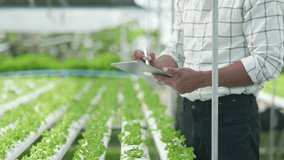 Footage closeup of gardener hands taking care and checking of hydroponics planting salad green oak lettuce on tube in greenhouse with tablet.