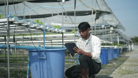 Footage of gardener is prepearing nutrient fertilizer water and checking of hydroponics planting system for salad green oak lettuce on tube in greenhouse with tablet.