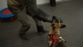 Shepherd dogs attack, bite and cling the criminal's hand during military training - Powered by Shutterstock - Get 15% off with code: PIKWIZARD15