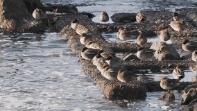 A flock of ducks resting on a river embankment