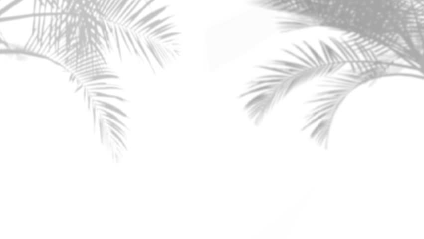 This is a 1080p motion video of a Realistic transparent shadow from a leaf of a palm tree on the white background. Tropical leaves shadow. Royalty-Free Stock Footage #1100075807