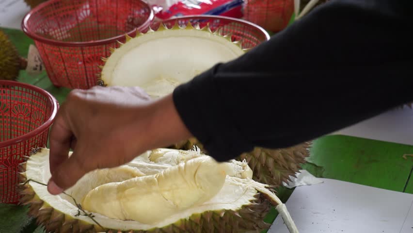 Durian, the king of fruit. Durian is one of the exotic fruit from East Asia. This fruit has strong aroma, some people like it and some do not Royalty-Free Stock Footage #1100078559