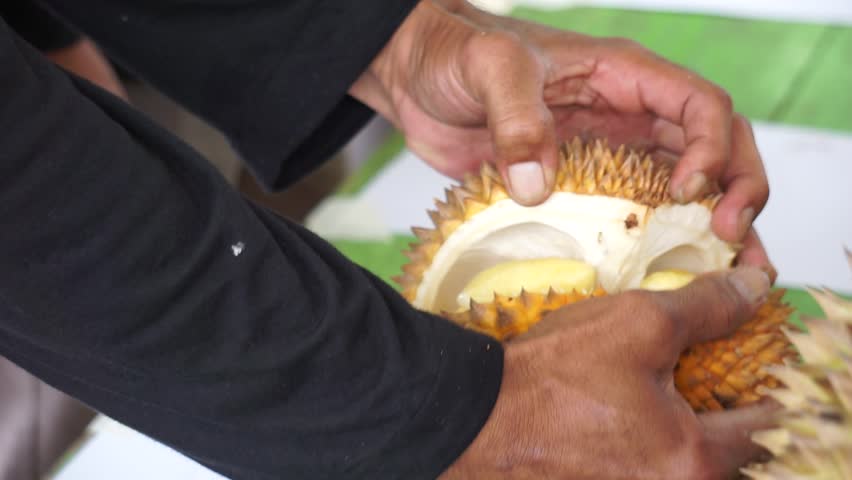 People open the peel of durian. Durian is one of the exotic fruit from East Asia. This fruit has a strong aroma, some people like it and some do not Royalty-Free Stock Footage #1100078561