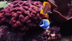 4K video of many varieties of tropical fish swimming around in a coral reef. Underwater life in the ocean.