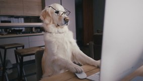Golden retriever Labrador dog in glasses sitting on chair holding mouse in paw using computer PC looking on screen. Funny dog acting like human doing some business learning study online webinar - Powered by Shutterstock - Get 15% off with code: PIKWIZARD15