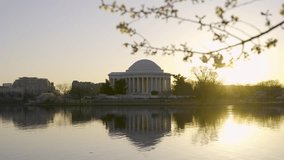 A 4k sunrise video of the Jefferson Memorial and Cherry Blossoms at the Tidal Basin during peak bloom.