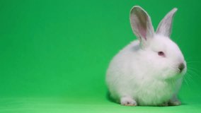 Shooting an Easter bunny in the studio on a white background