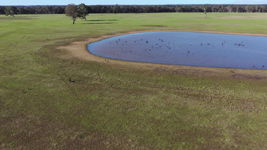 Ducks and swans taking off a lake in outback Australia in wet season. Swans taking off from a Swamp