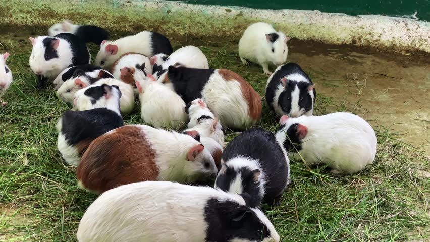 Bunch of guinea pigs feeding on grass in a farm. Small scale business of breeding and sale of pet animals.