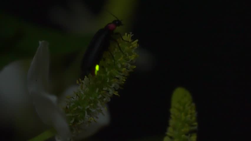 Firefly. Fireflies frantically glowing on flowers. Royalty-Free Stock Footage #1100096135