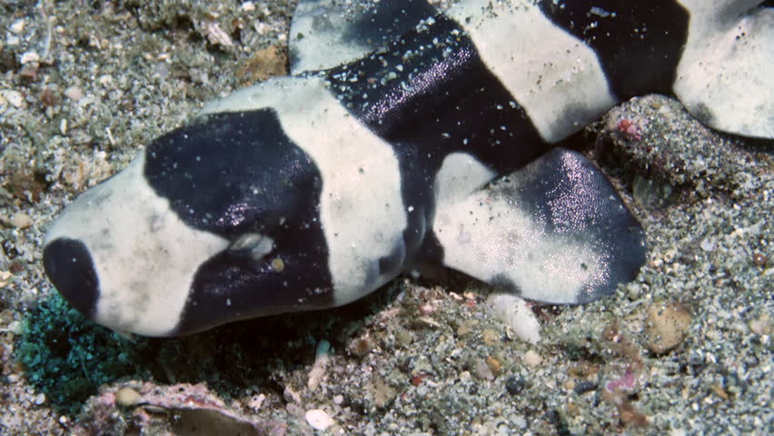 Striped cat shark Chiloscyllium punctatum on underwater seabed. Diet of cat sharks consists of bony fish and invertebrates. They do well in captivity.
