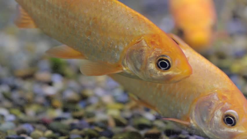 A view of a fish in the aquarium | Shutterstock HD Video #1100096735