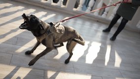 Cynologist dog bites and clings to the criminal's hand during training outdoors - Powered by Shutterstock - Get 15% off with code: PIKWIZARD15