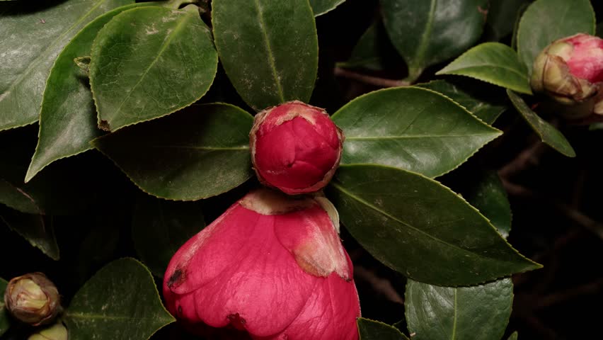 Time lapse footage of the blooming of red camellia from bud to full blossom, 4k close up view video, zoom out effect. Royalty-Free Stock Footage #1100100053