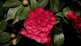 Time lapse footage of the blooming of red camellia from bud to full blossom, 4k close up view video, zoom out effect. - Powered by Shutterstock - Get 15% off with code: PIKWIZARD15