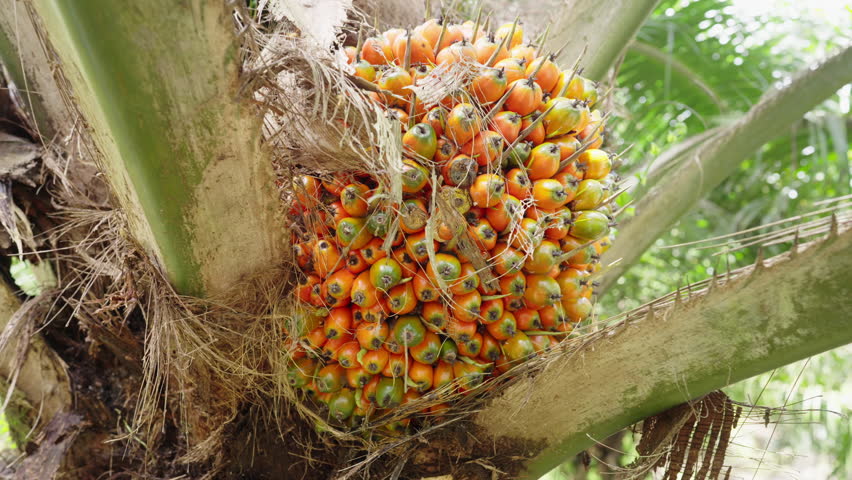 Orange palm oil fruit on tree on crop farm. Dolly shot Royalty-Free Stock Footage #1100101377