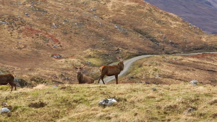 Red Deer Stags in the Scottish Highlands Royalty-Free Stock Footage #1100102339