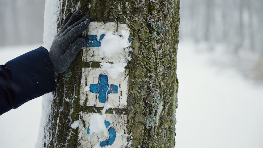 A gray gloved hand wipes away the snowy bark on the side of the tree and below are blue and red hiking signs with the forest in the background as it snows