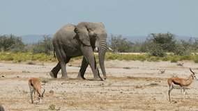 A large African bull elephant (Loxodonta africana) walking in natural habitat, Etosha National Park, Namibia