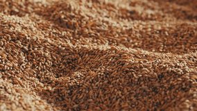Wheat grain background camera movement
