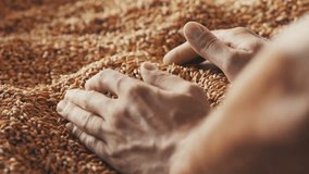 Human hand picking bread grain Slow motion