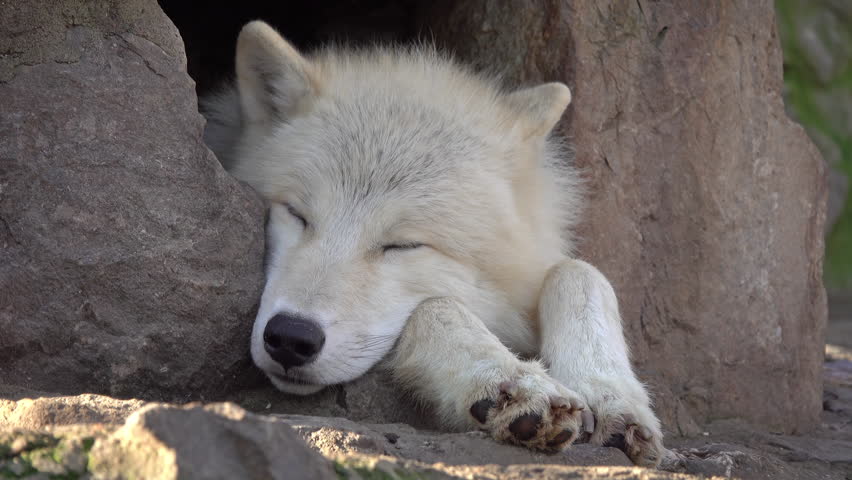 White wolf sleeping in the rocks, 4k | Shutterstock HD Video #1100108661