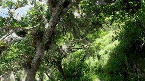 Still video of a moss like plant called spanish moss of the Tillandsia genus growing on the branches of an old grown tree moving in the wind