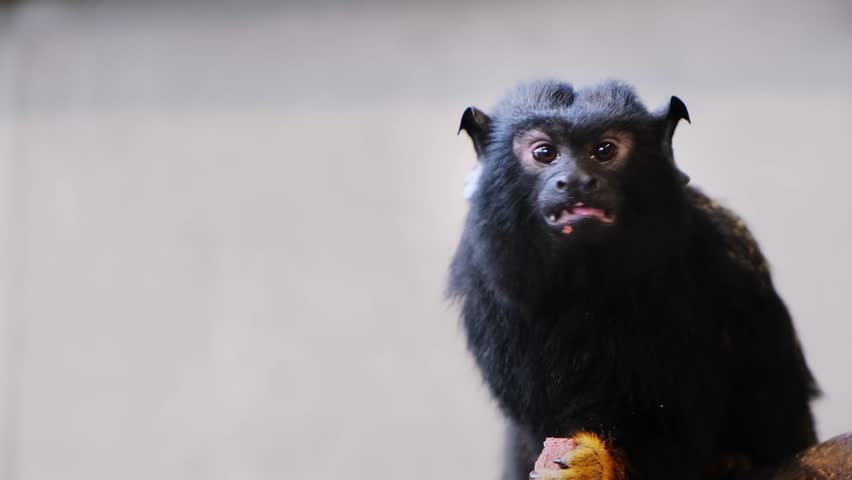 Red-handed tamarin is sitting on a branch, looking around and eating the food. Saguinus midas. Close-up side view. Zoo life. Chewes with large fangs. Primates teeth. Behaviour of little monkey. 4K.