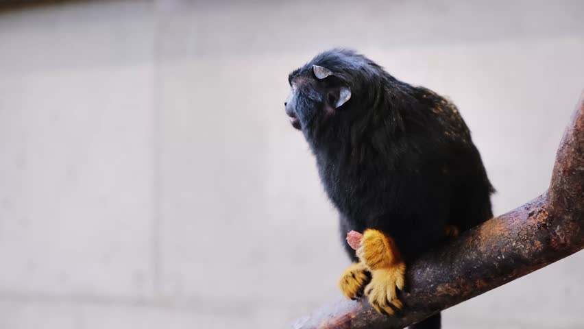 Red-handed tamarin is sitting on a tree branch, looking around and eating the food. Saguinus midas. Close-up side view. Zoo park life. Large fangs of a primate. Behaviour of little monkey. 4K video.