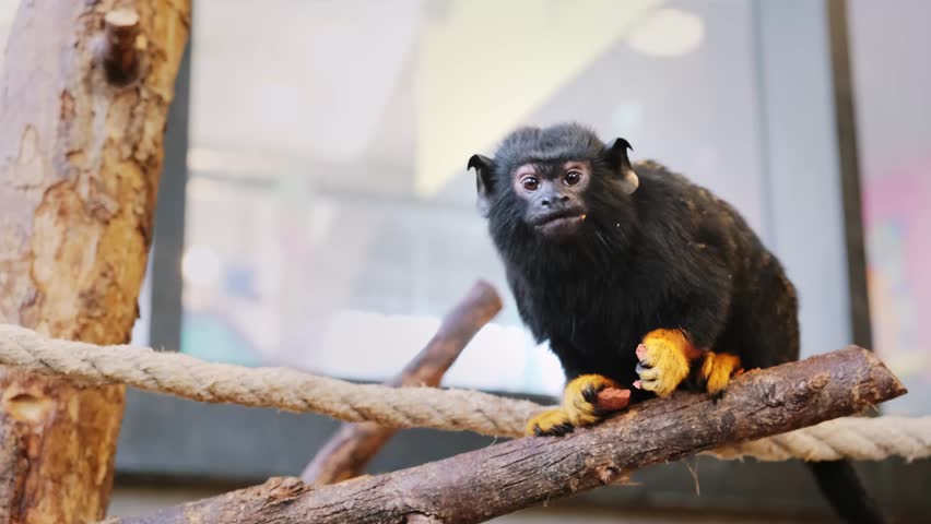 Red-handed tamarin is sitting on a tree branch, looking around and eating the food. Saguinus midas. Close-up side view. Zoo park life. Adorable primate. Behaviour of little monkey. 4K video footage.
