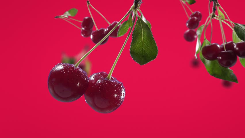 Flying Cherry and Cherries bunch in Fuchsia Pink Background